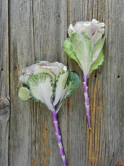 PINK KALE